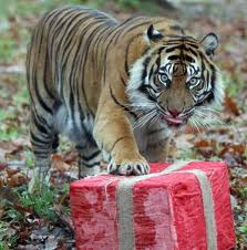 tigris