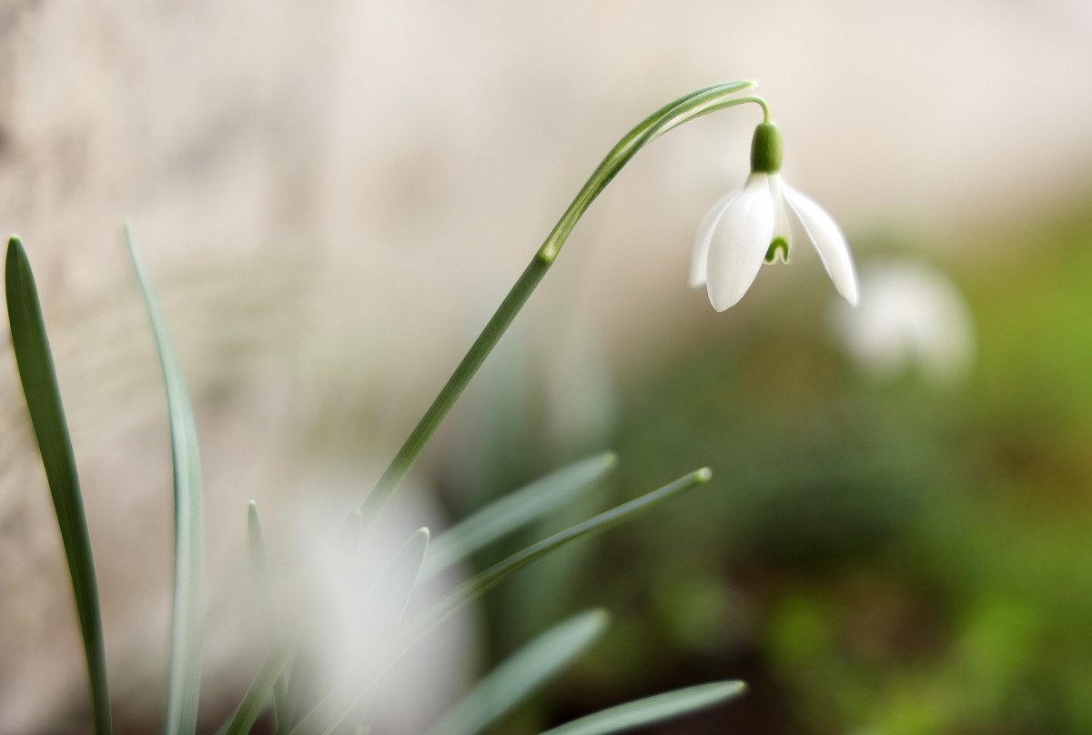 Spring has arrived in Szeged