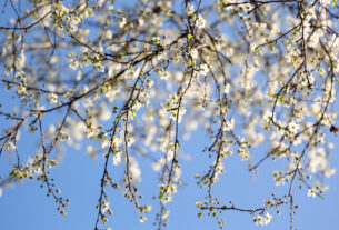 Spring has arrived in Szeged
