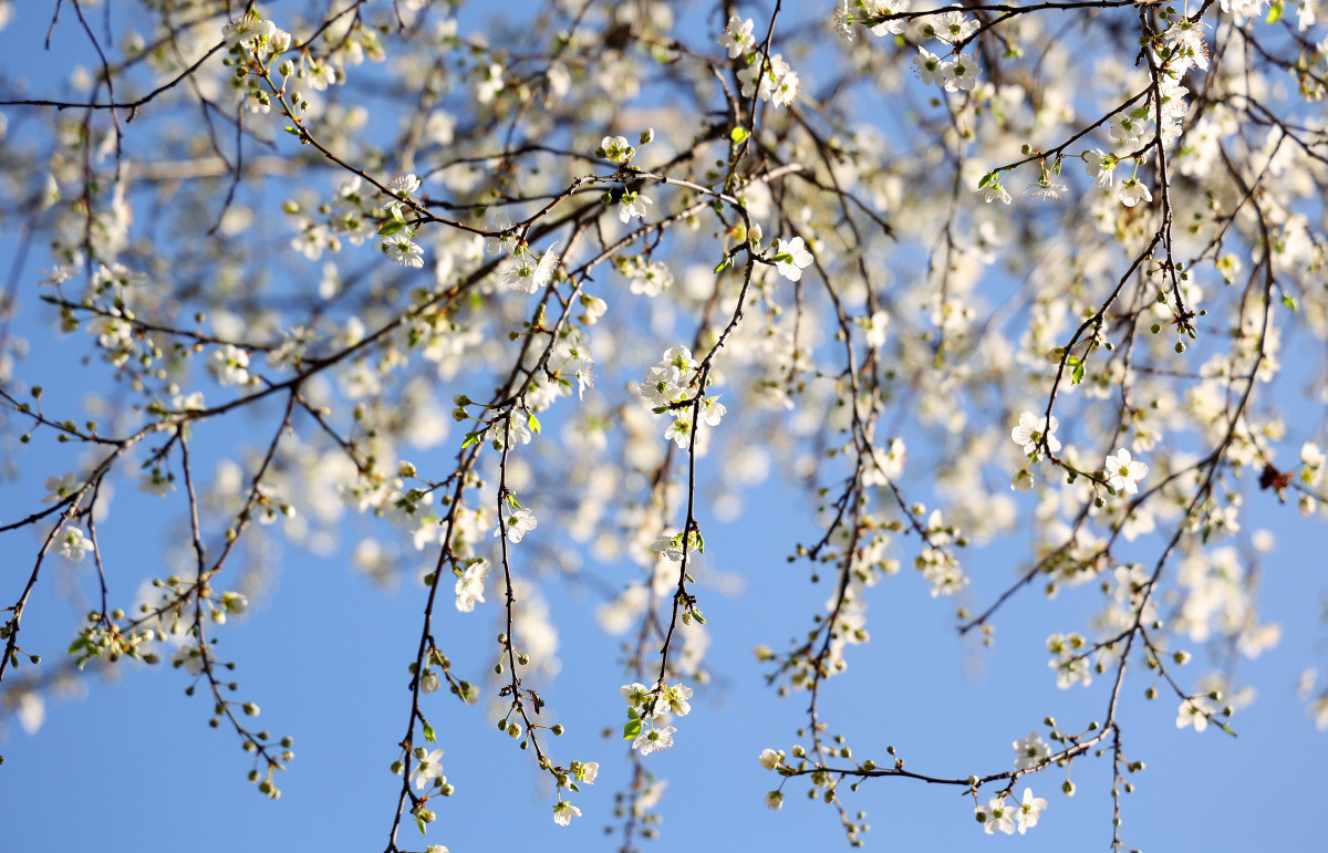 Spring has arrived in Szeged