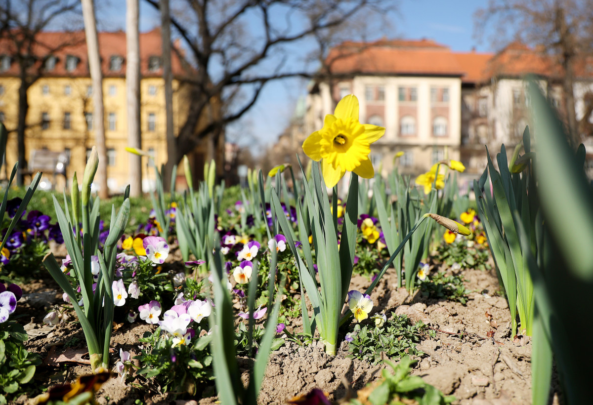 Spring has arrived in Szeged