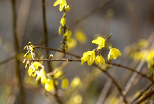 Spring has arrived in Szeged