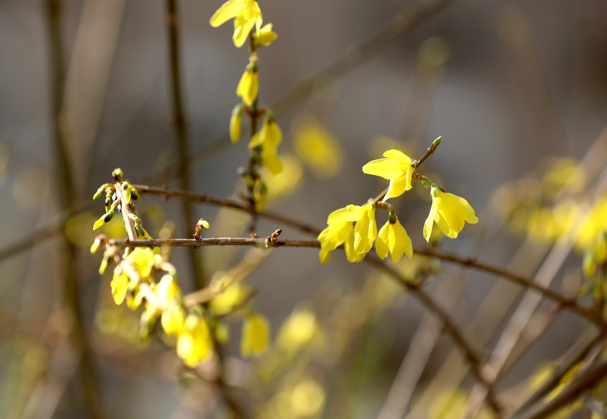 Spring has arrived in Szeged